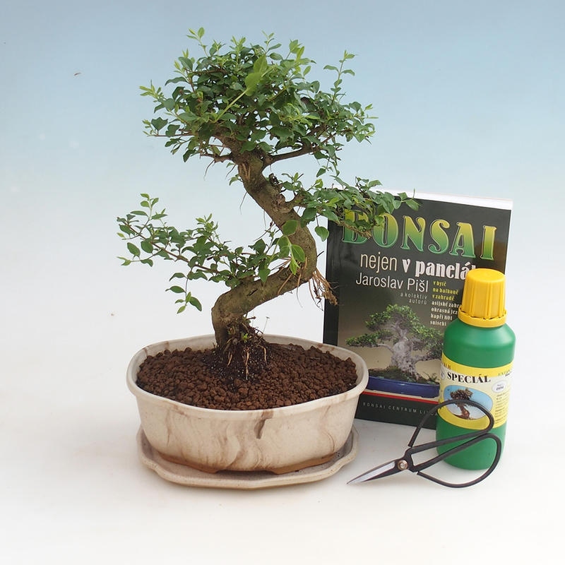 Kamer bonsai set