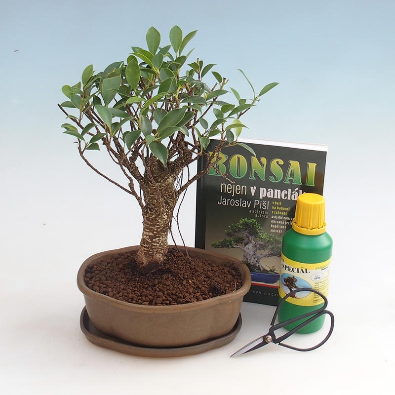 Kamer bonsai set