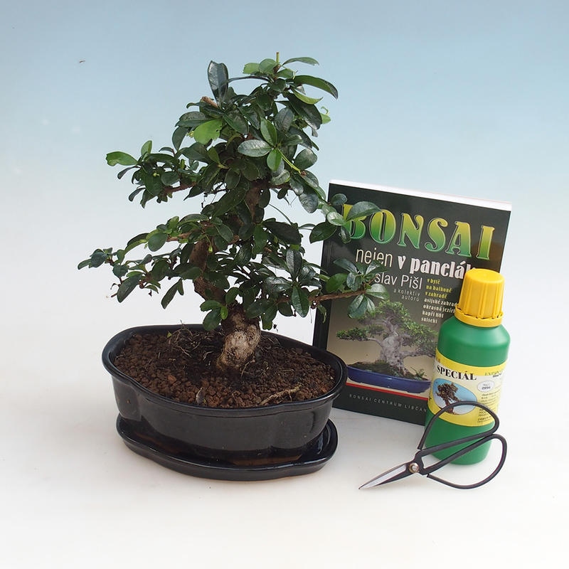 Kamer bonsai set