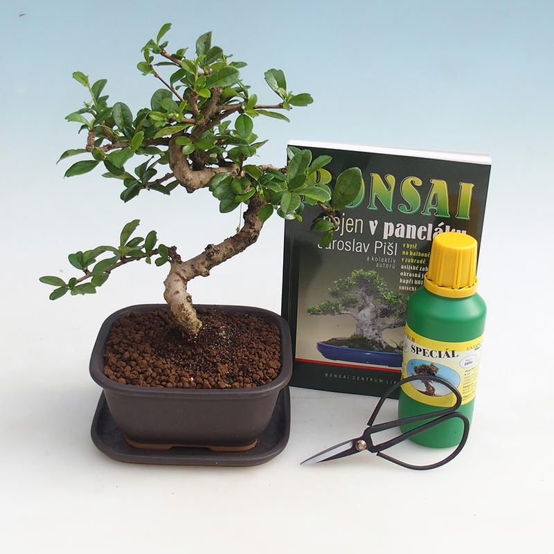 Kamer bonsai set