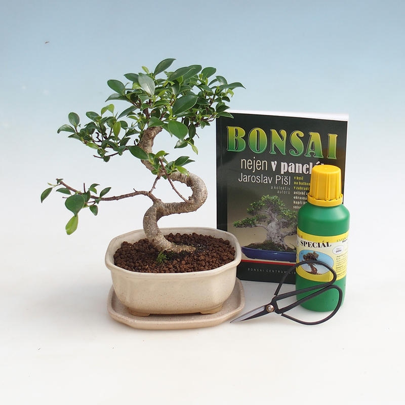 Kamer bonsai set