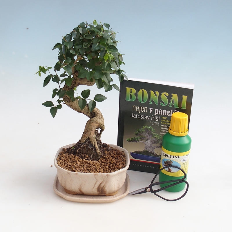 Kamer bonsai set