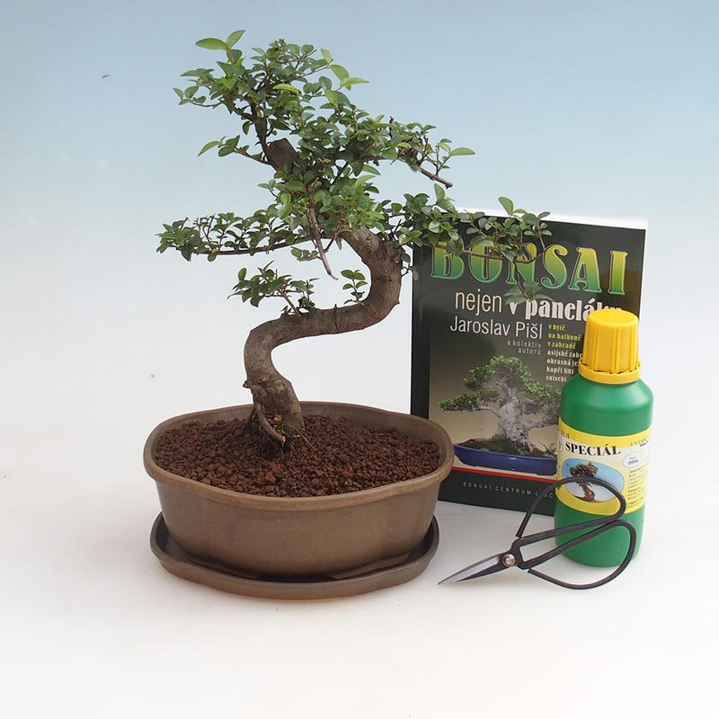 Kamer bonsai set