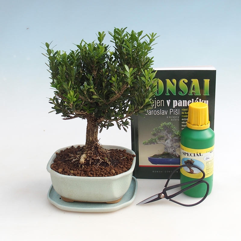 Kamer bonsai set
