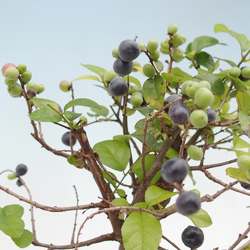 Kamerbonsai - Sageretia thea - Sageretia thea