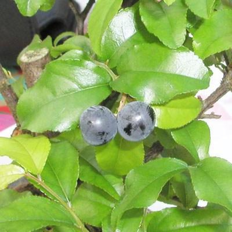 Kamerbonsai - Sageretia thea - Sageretia thea