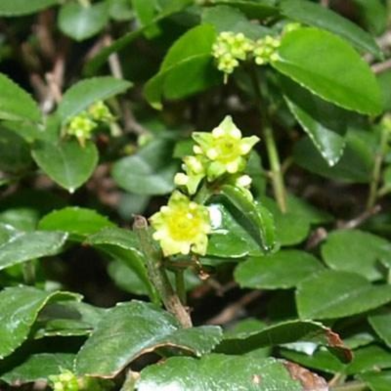 Kamerbonsai - Sageretia thea - Sageretia thea