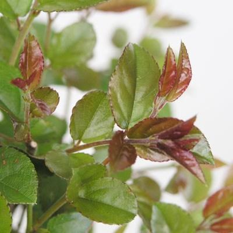 Kamerbonsai - Sageretia thea - Sageretia thea