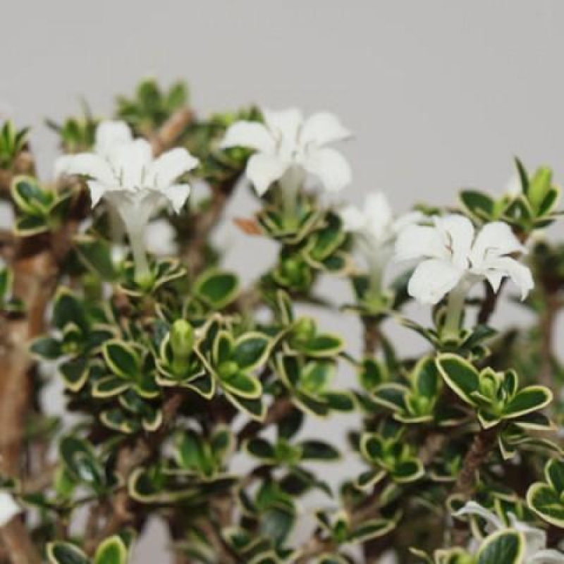 Kamerbonsai - Serissa foetida Variegata - Boom van duizend sterren