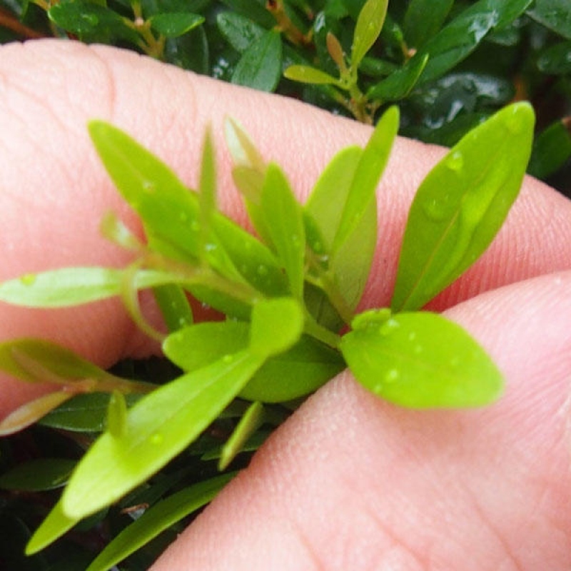 Kamerbonsai - Syzygium - Pimento