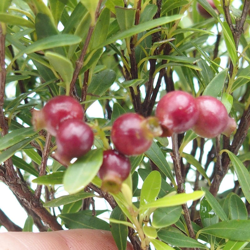 Kamerbonsai - Syzygium - Pimento