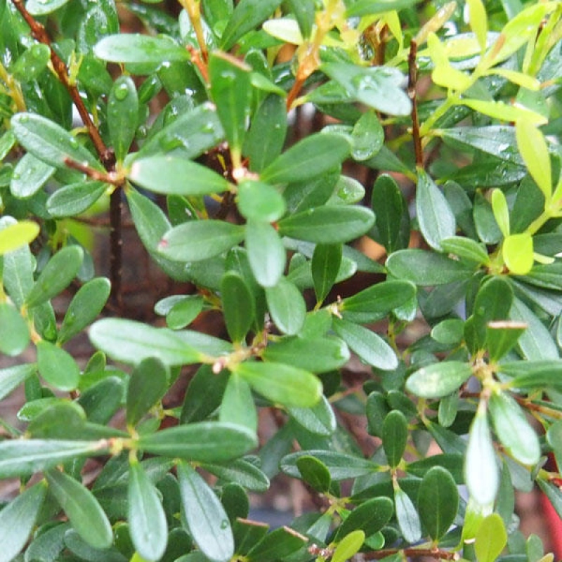 Kamerbonsai - Syzygium - Pimento