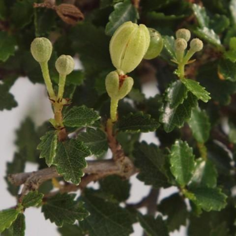 Kamerbonsai - Ulmus parvifolia - Winteriep