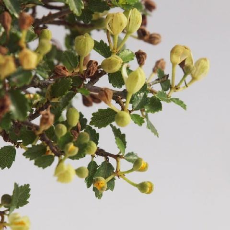 Kamerbonsai - Ulmus parvifolia - Winteriep