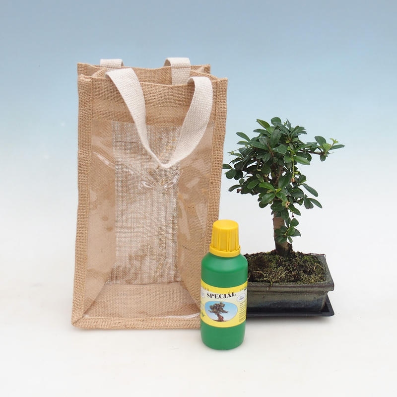 Kamerbonsai in cadeauzakje - JUTA Carmona-tea fuki