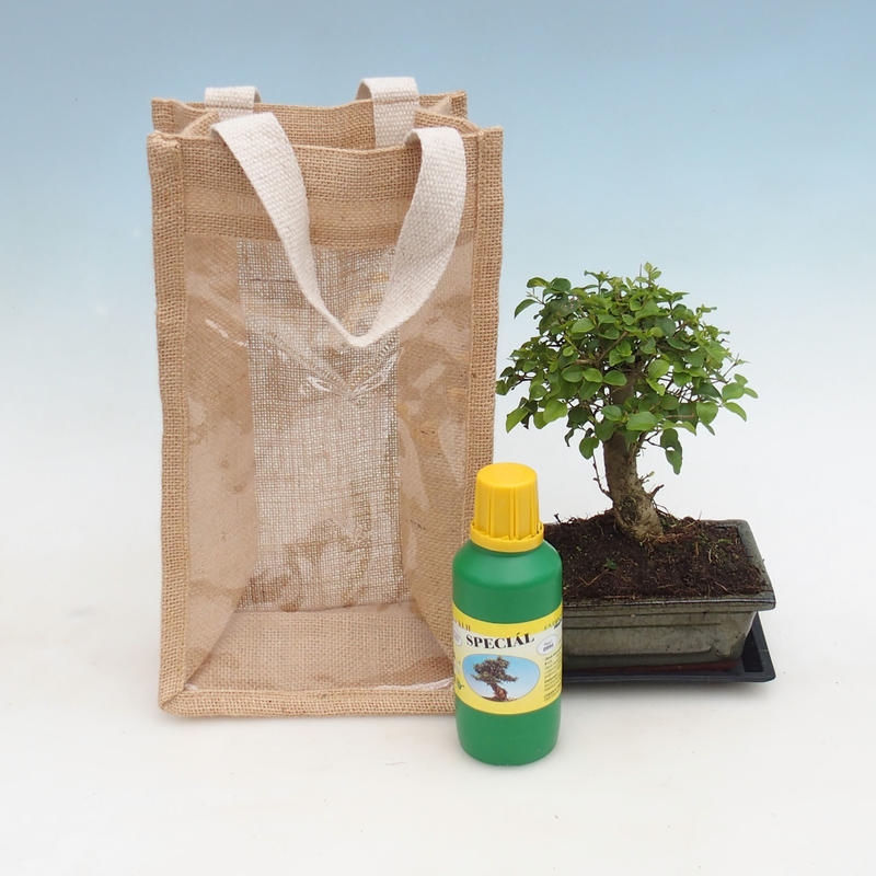Kamerbonsai in een cadeauzakje - JUTA  Vogelbek - Ligustrum chinensis