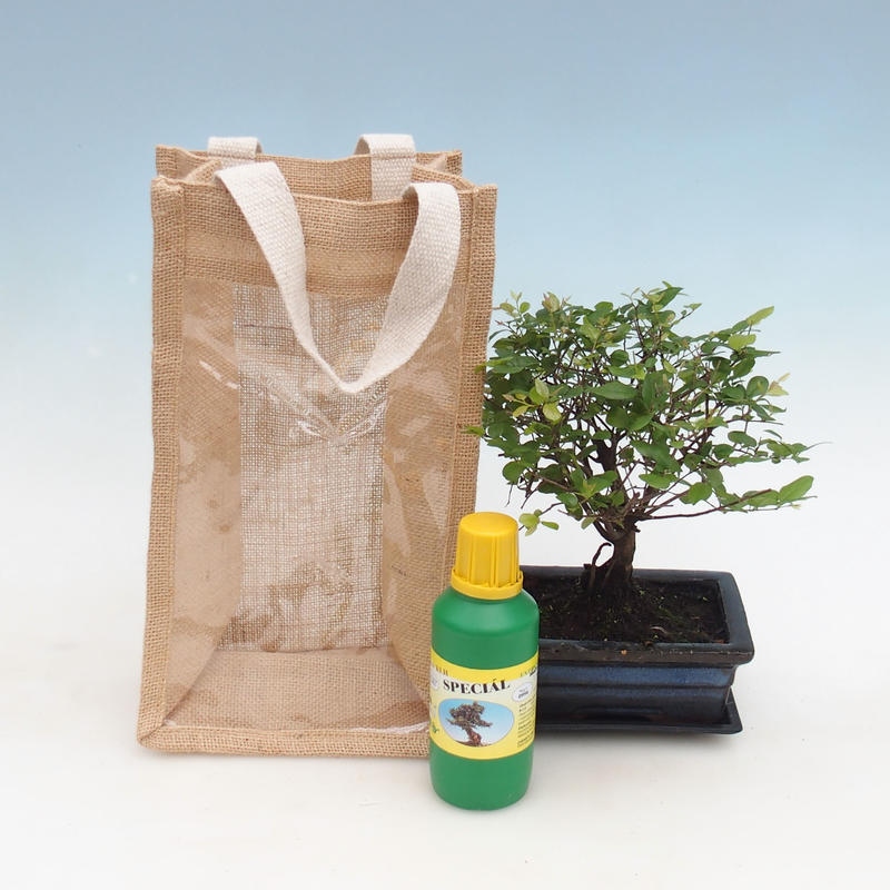 Kamerbonsai in cadeauzakje - JUTA Sageretia thea