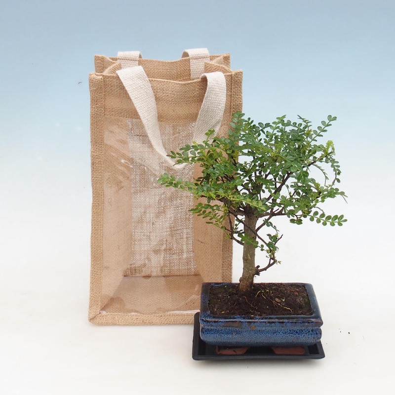 Kamerbonsai in een geschenkzakje - JUTA Zantoxylum piperitum - Peperboom 