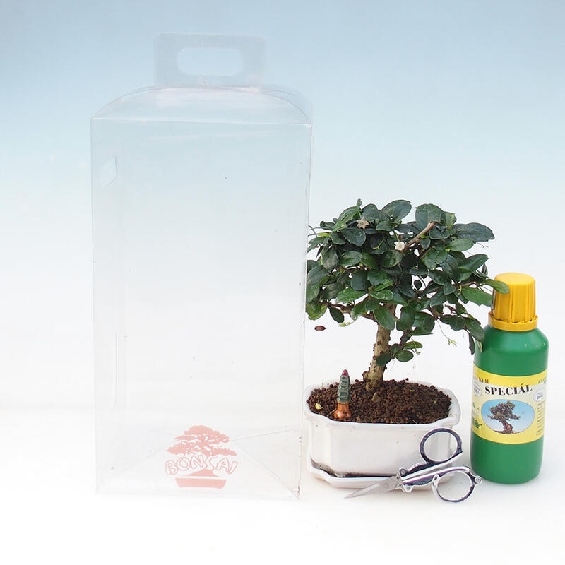 Kamerbonsai in geschenkverpakking - Tea-fuki - Carmona microphylla