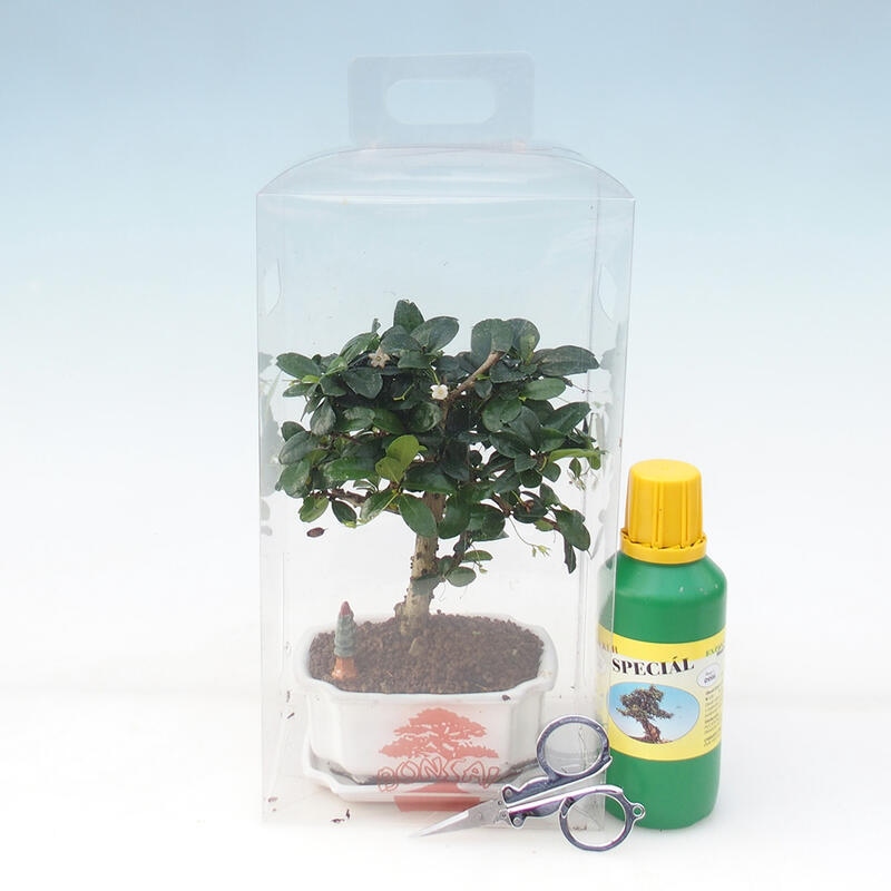 Kamerbonsai in geschenkverpakking - Tea-fuki - Carmona microphylla