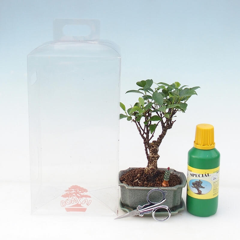 Kamerbonsai in geschenkverpakking - Ficus retusa