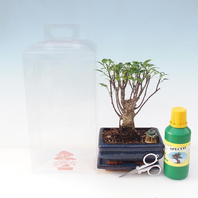 Kamerbonsai in geschenkverpakking - Ficus retusa