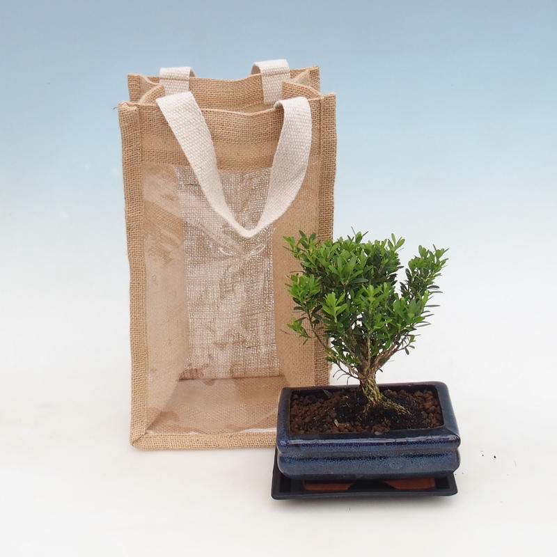 Indoor bonsai in cadeauzakje - JUTA Buxus harlandii-Kurk buxus