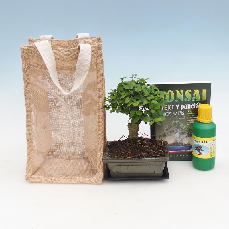 Kamerbonsai in een cadeauzakje - JUTA  Vogelbek - Ligustrum chinensis