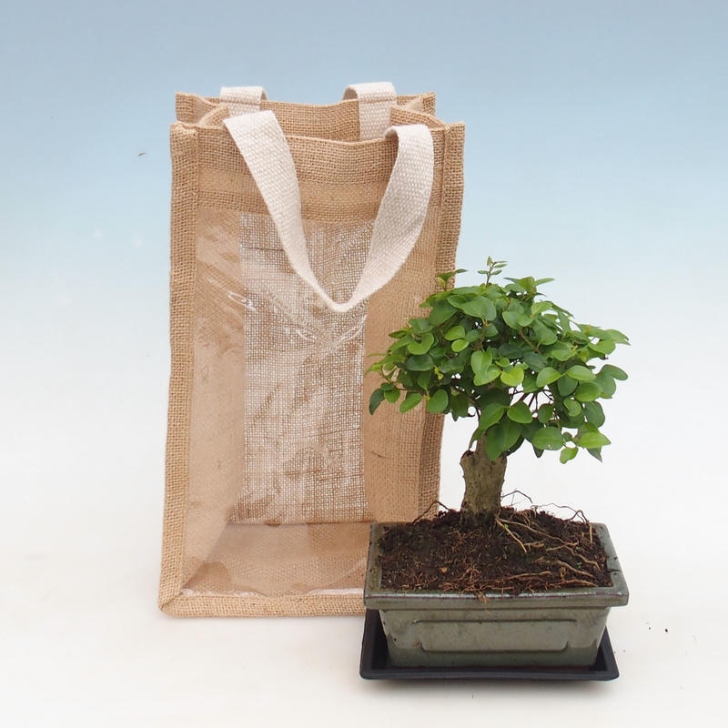 Kamerbonsai in een cadeauzakje - JUTA  Vogelbek - Ligustrum chinensis