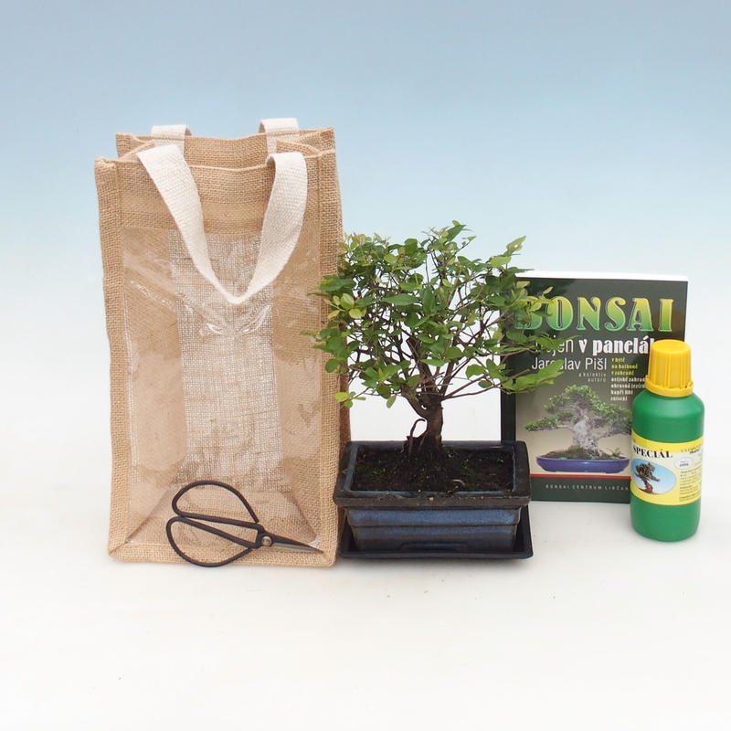 Kamerbonsai in cadeauzakje - JUTA Sageretia thea