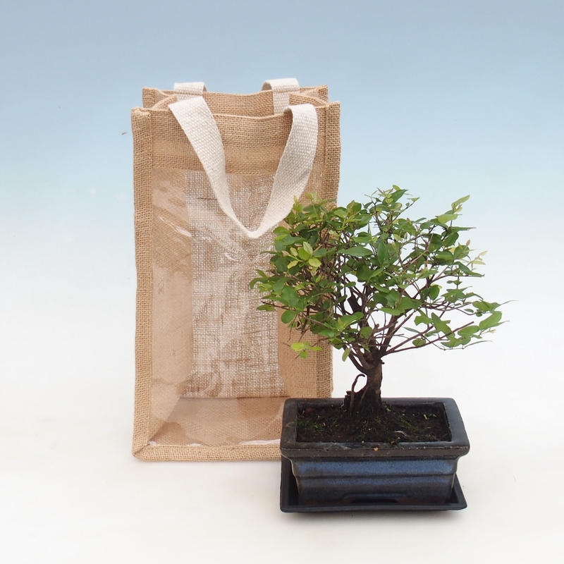 Kamerbonsai in cadeauzakje - JUTA Sageretia thea