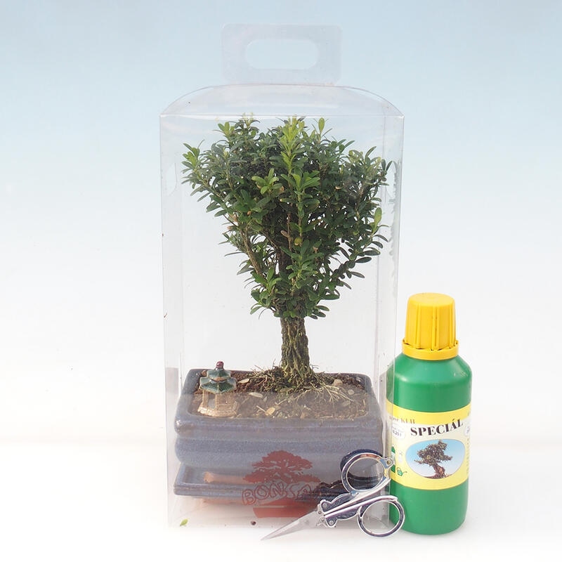 Kamerbonsai in geschenkverpakking - Kurk buxus - Buxus harlandii