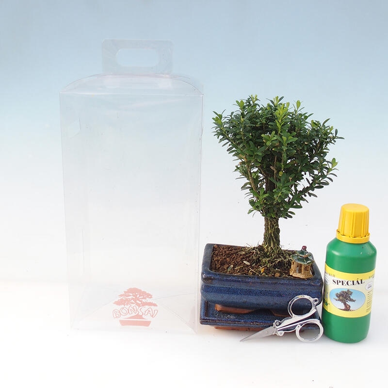 Kamerbonsai in geschenkverpakking - Kurk buxus - Buxus harlandii