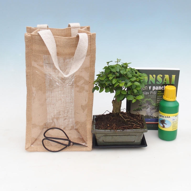 Kamerbonsai in een geschenkzakje - JUTA  Vogelbek - Ligustrum chinensis