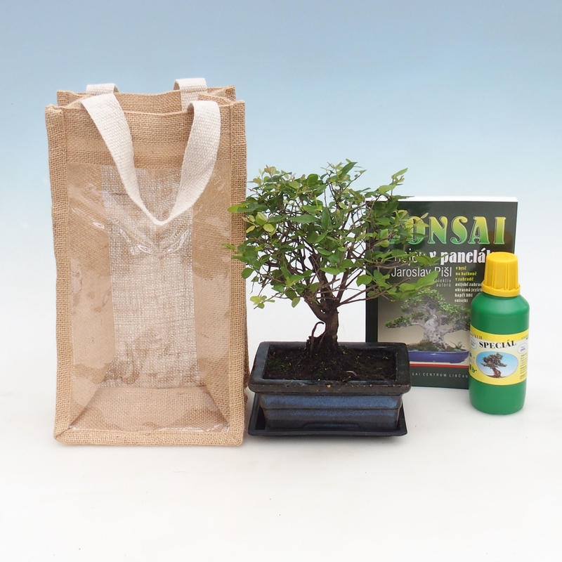 Kamerbonsai in cadeauzakje - JUTA Sageretia thea