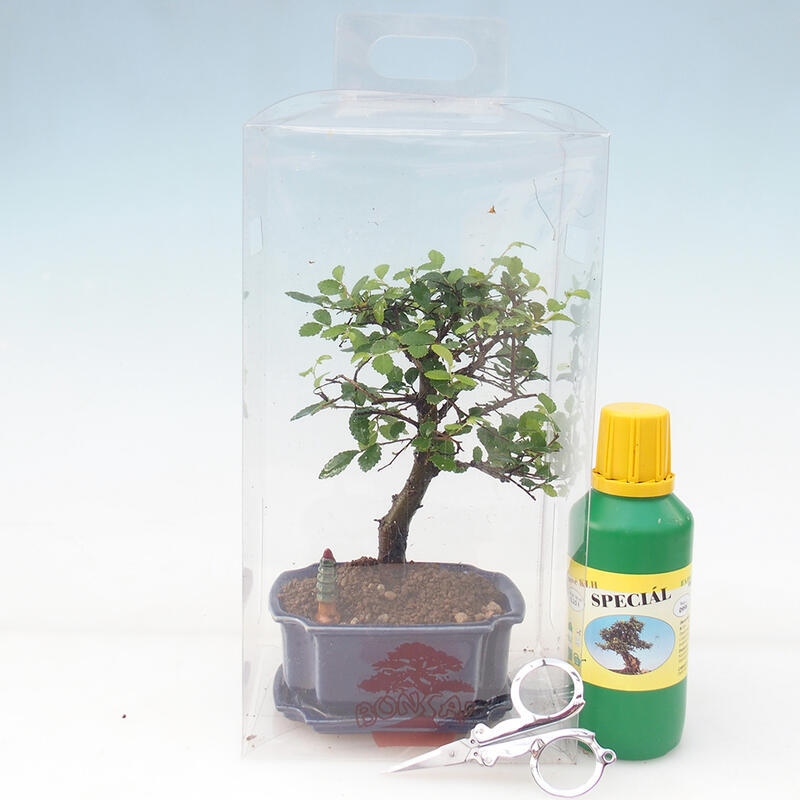 Kamerbonsai in geschenkverpakking - Kameriep - Ulmus parvifolia