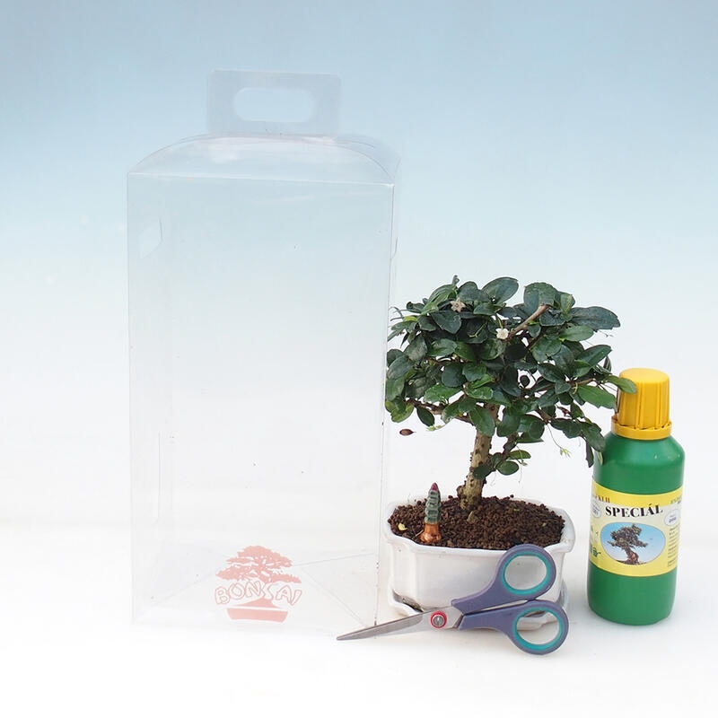 Indoor bonsai in geschenkverpakking voor jongens - Tea-fuki - Carmona microphylla
