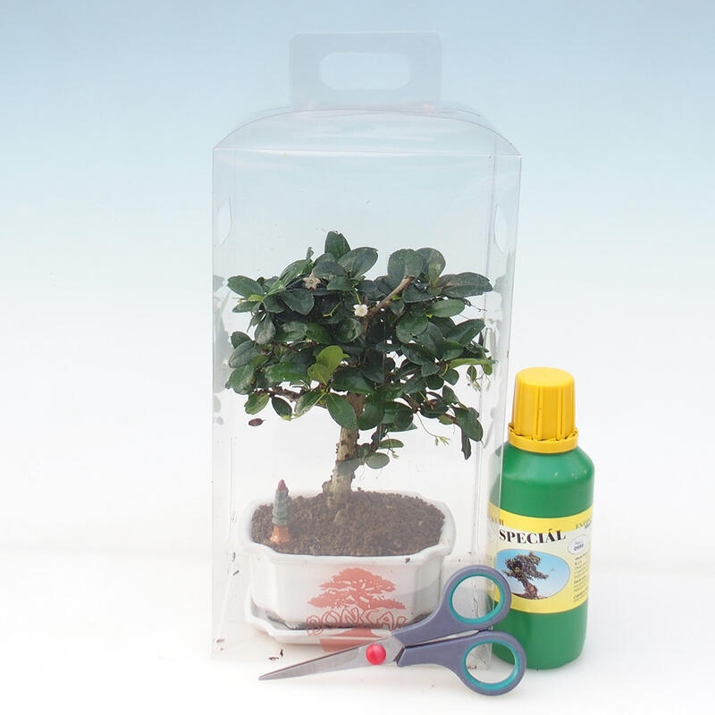 Indoor bonsai in geschenkverpakking voor jongens - Tea-fuki - Carmona microphylla