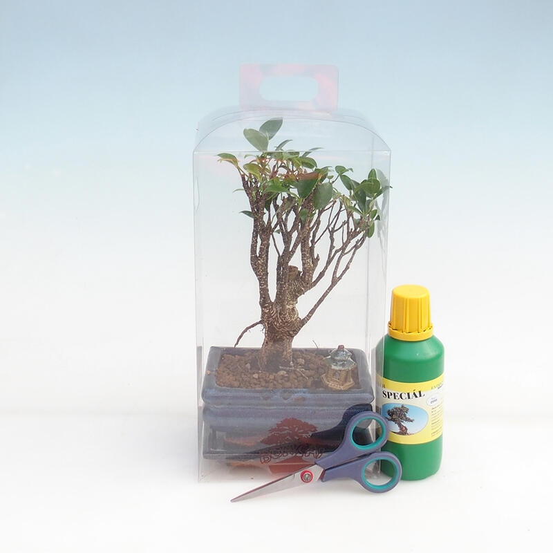Indoor bonsai in geschenkverpakking voor jongens - Ficus retusa