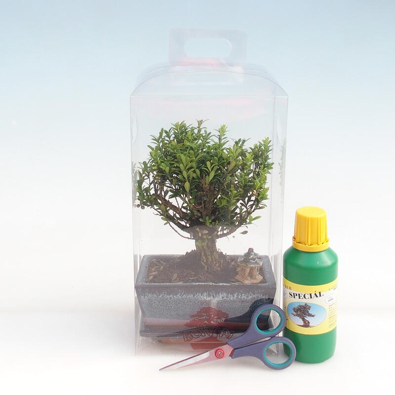 Indoor bonsai in geschenkverpakking voor jongens - Cork Buxus - Buxus harlandii