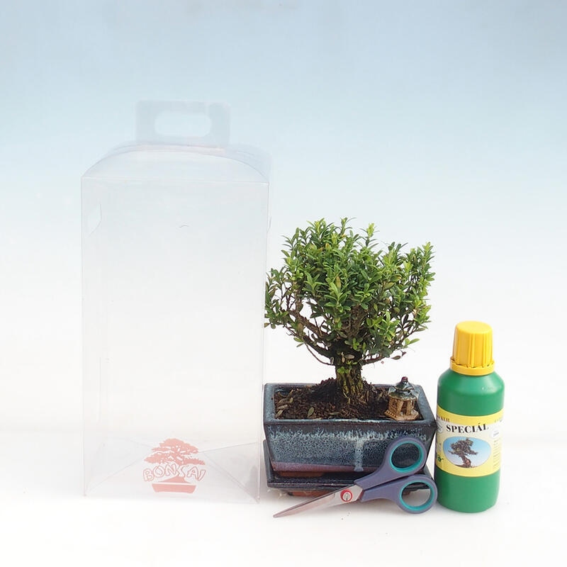 Indoor bonsai in geschenkverpakking voor jongens - Cork Buxus - Buxus harlandii
