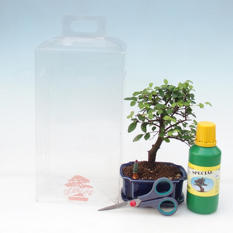 Kamerbonsai in geschenkverpakking voor jongens - Kameriep - Ulmus parvifolia