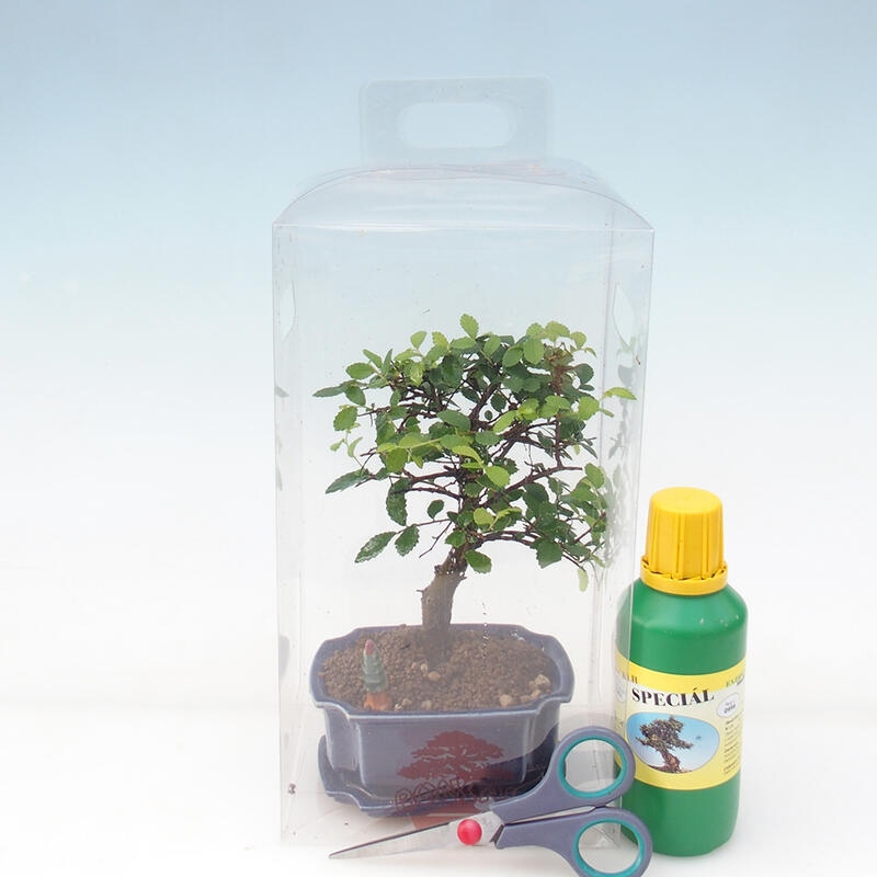 Kamerbonsai in geschenkverpakking voor jongens - Kameriep - Ulmus parvifolia