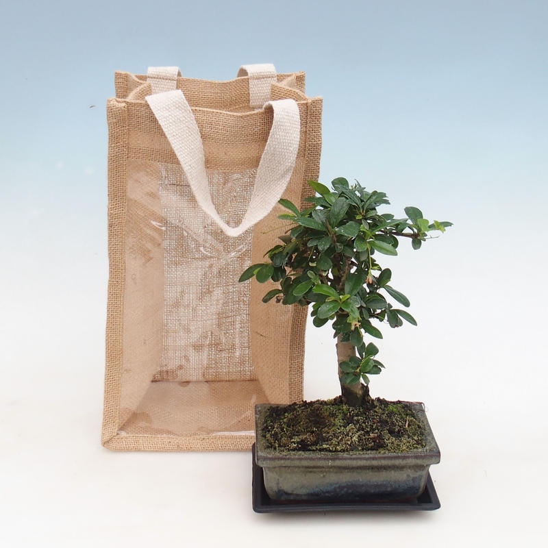 Kamerbonsai in cadeauzakje - JUTA Carmona-tea fuki