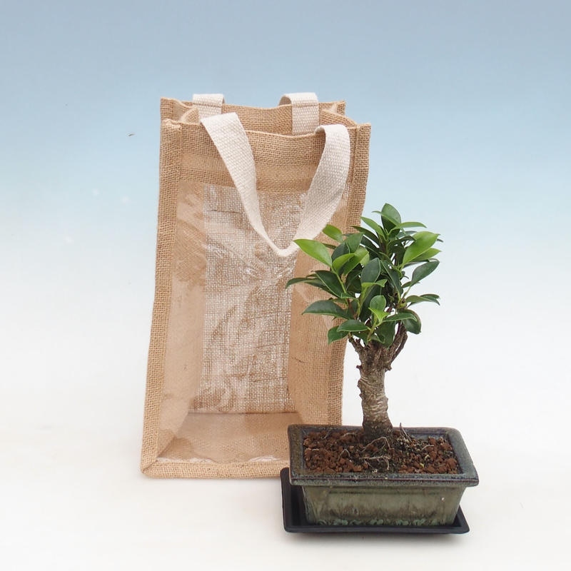 Kamerbonsai in cadeauzakje - JUTA Ficus retusa