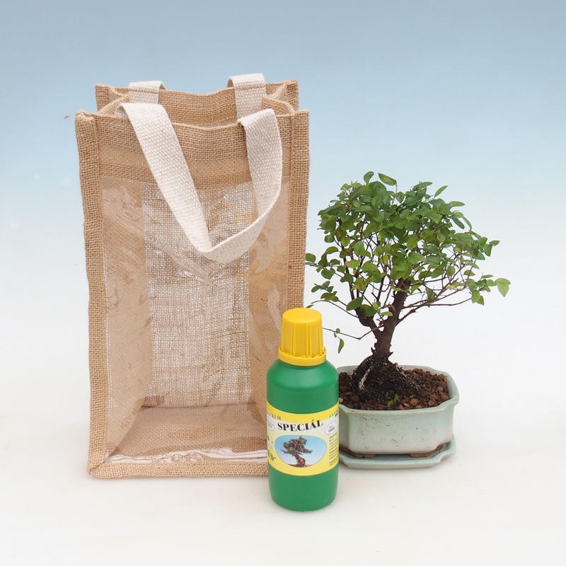 Kamerbonsai in cadeauzakje - JUTA Sageretia thea