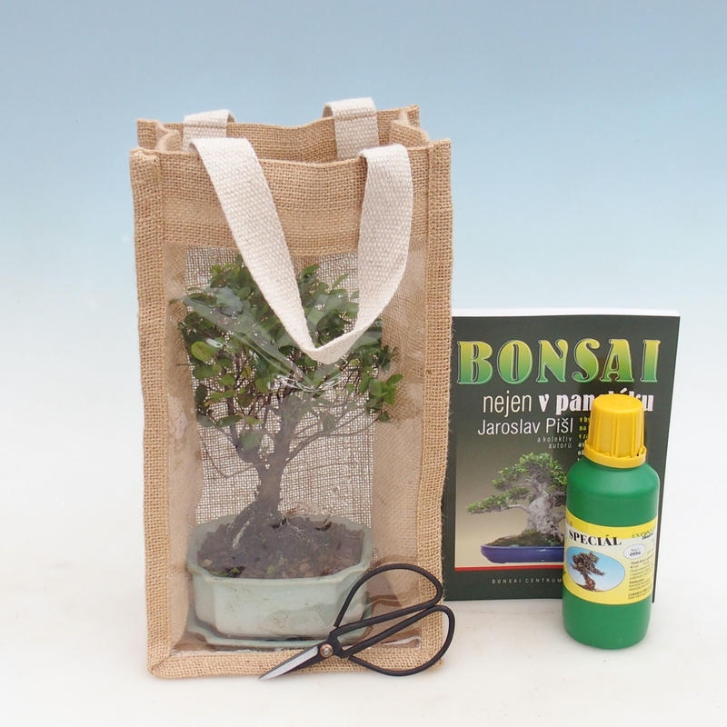 Kamerbonsai in cadeauzakje - JUTA