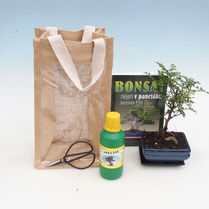 Kamerbonsai in cadeauzakje - JUTA