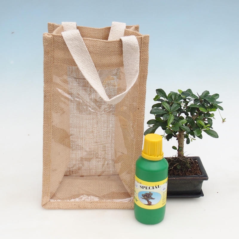Kamerbonsai in cadeauzakje - JUTA Carmona-tea fuki
