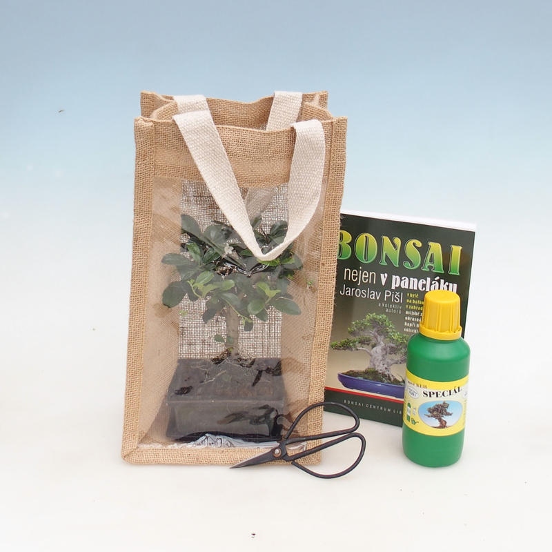 Kamerbonsai in cadeauzakje - JUTA